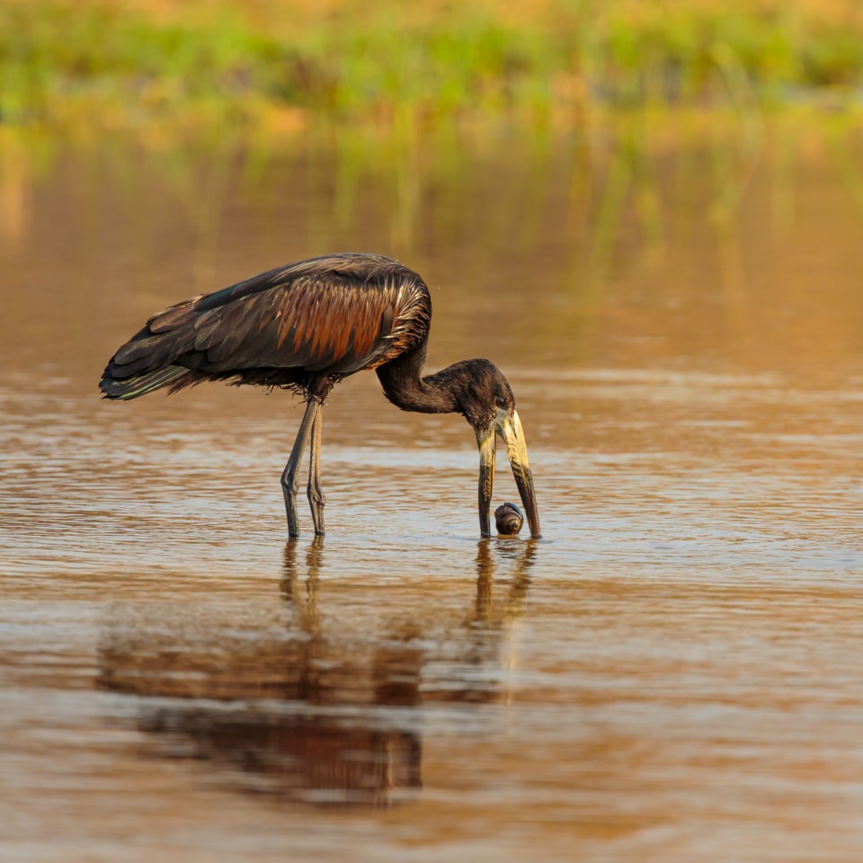 Mobile Safari im Norden Botswanas
